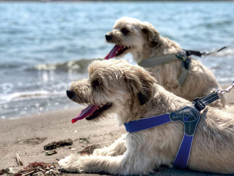 AnimalstoreXL Cinquetorri donkerblauw harnas voor honden