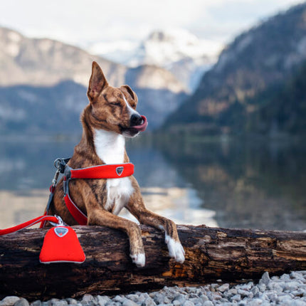 AnimalstoreXL Cinquetorri rood harnas voor honden