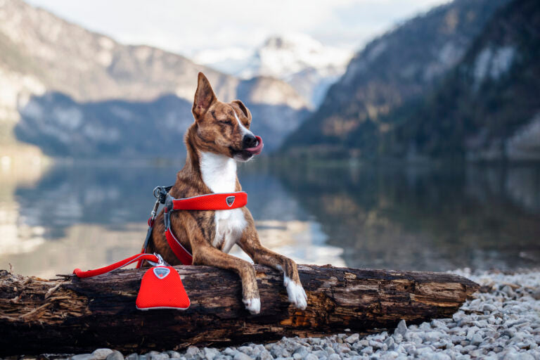AnimalstoreXL Cinquetorri rood harnas voor honden