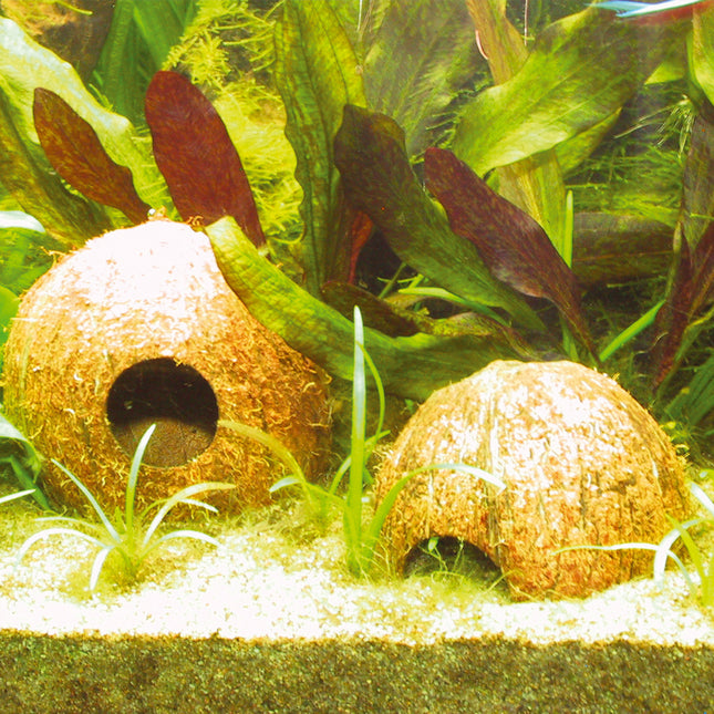 AnimalstoreXL Cocos Cava 1/2 Large