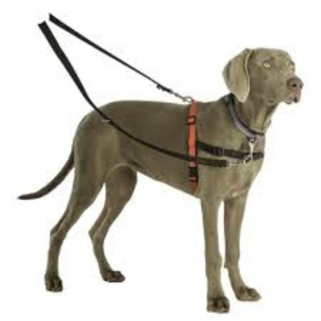 Company Of Animals Trainingsleine Klein Schwarz