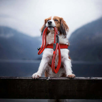 AnimalstoreXL Coralpina Leash Cinquet. Rood 1.8 110cm