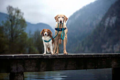 AnimalstoreXL Coralpina Leash Cinquet. Turq. 1.8 110cm