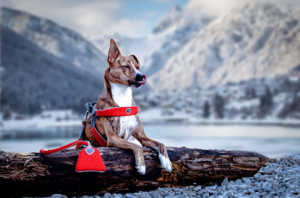 AnimalstoreXL Coralpina Leash Cinquet. Rood 1 10cm