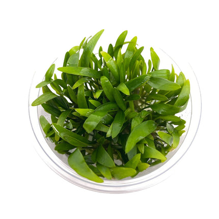 AnimalstoreXL Cryptocoryne X Willisii in-vitro