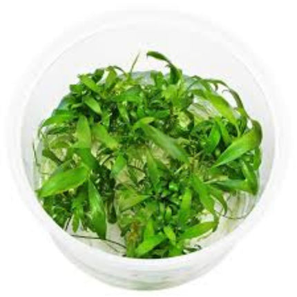 Cryptocoryne X Willisii in-vitro