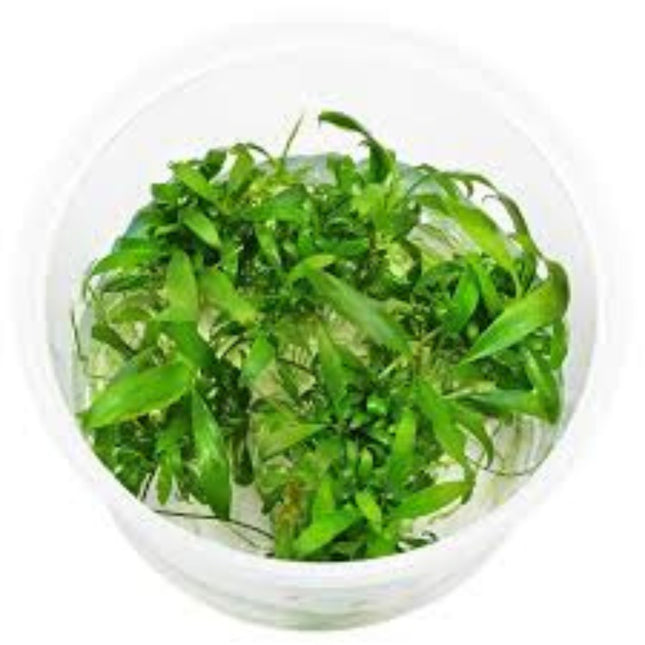 Cryptocoryne X Willisii in-vitro