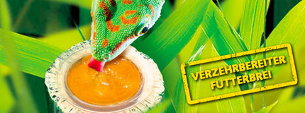 AnimalstoreXL Daggekkovoer 4 Stuks