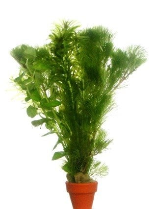 AnimalstoreXL Bos Coldwatermix 5cm Pot