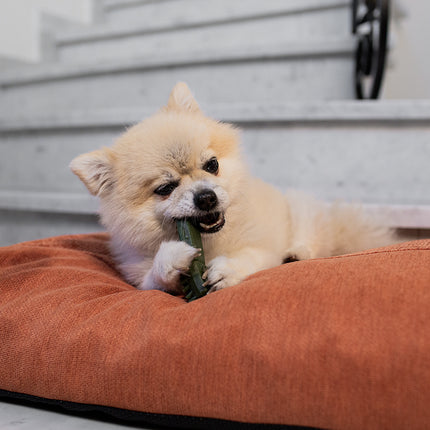 AnimalstoreXL Garden Bites Toby Toothbrush Small Zakje 5cm 50st