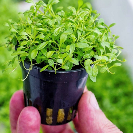 AnimalstoreXL Glossostigma Elatinoides