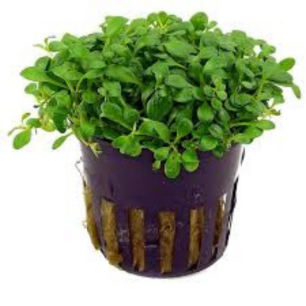 Glossostigma Elatinoides