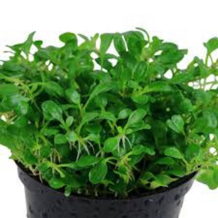 Glossostigma Elatinoides