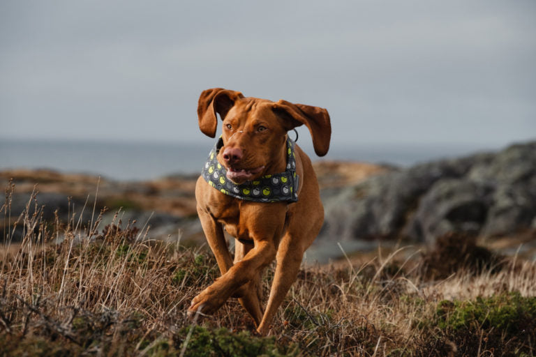 AnimalstoreXL Hurtta Go harnas voor honden