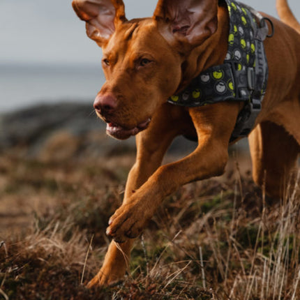 AnimalstoreXL Hurtta Go harnas voor honden