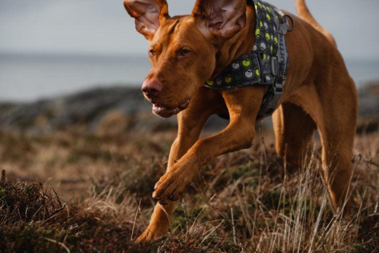 AnimalstoreXL Hurtta Go harnas voor honden