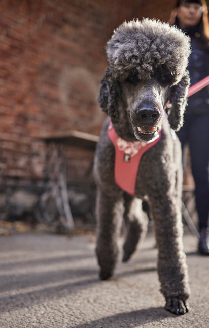 AnimalstoreXL Hurtta hondentuig Weekend Warrior roze