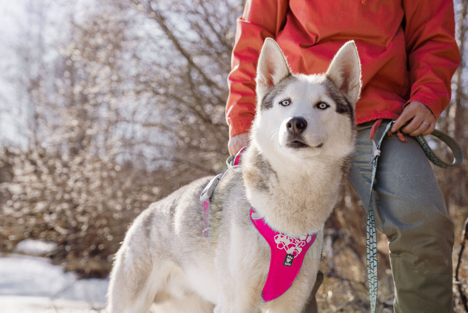 AnimalstoreXL Hurtta hondentuig Weekend Warrior roze