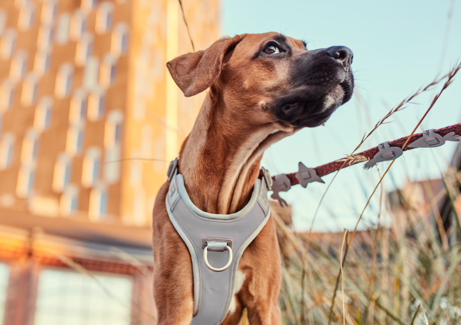 AnimalstoreXL Hurtta Venture no-pull harnas Shadow