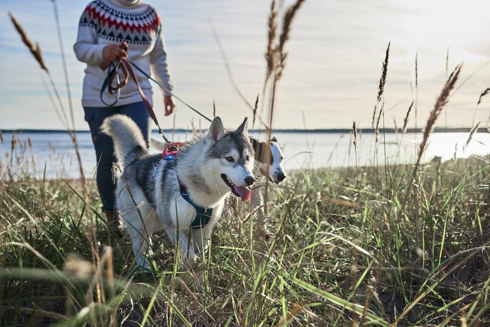 AnimalstoreXL Hurtta Weekend Warrior Warming harnas ECO 80-100cm