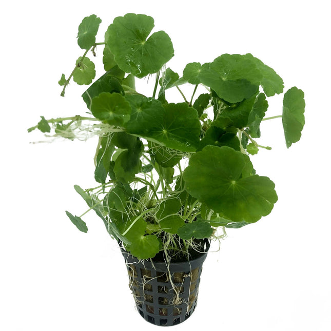 AnimalstoreXL Hydrocotyle Leucocephala