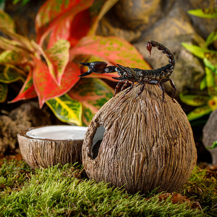 AnimalstoreXL Kokosgrot En Waterbak