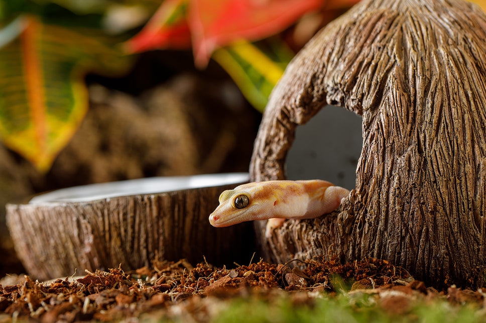 AnimalstoreXL Kokosnootgrot Met Afneembaar Deksel