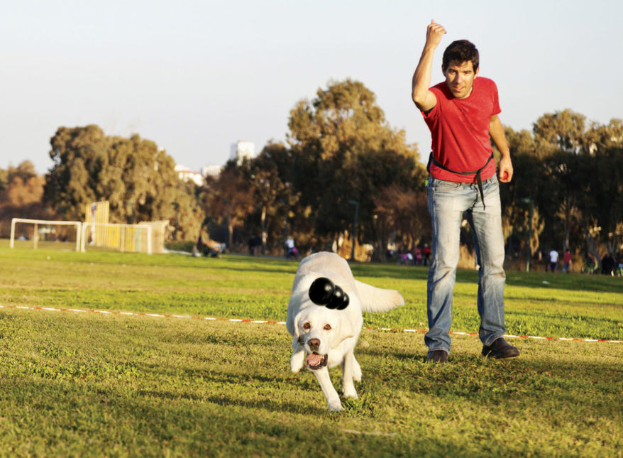 AnimalstoreXL Kong Extreme Rubber Zwart Small