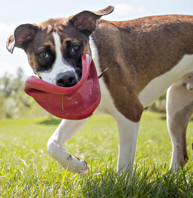 AnimalstoreXL Kong Flyer Rubber 22.5cm