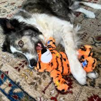 Kong Wildknots Tiger Mittel Groß