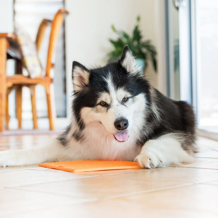 AnimalstoreXL Likmat Playdate Hond Turquoise 20cm