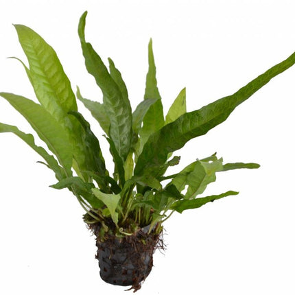 AnimalstoreXL Microsorium Pteropus