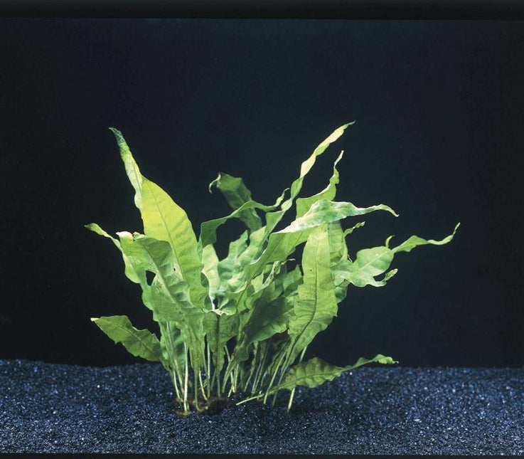 AnimalstoreXL Microsorium Pteropus