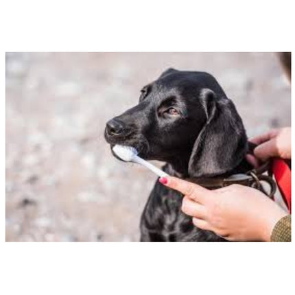 Mikki Doppelzahnbürste Wit