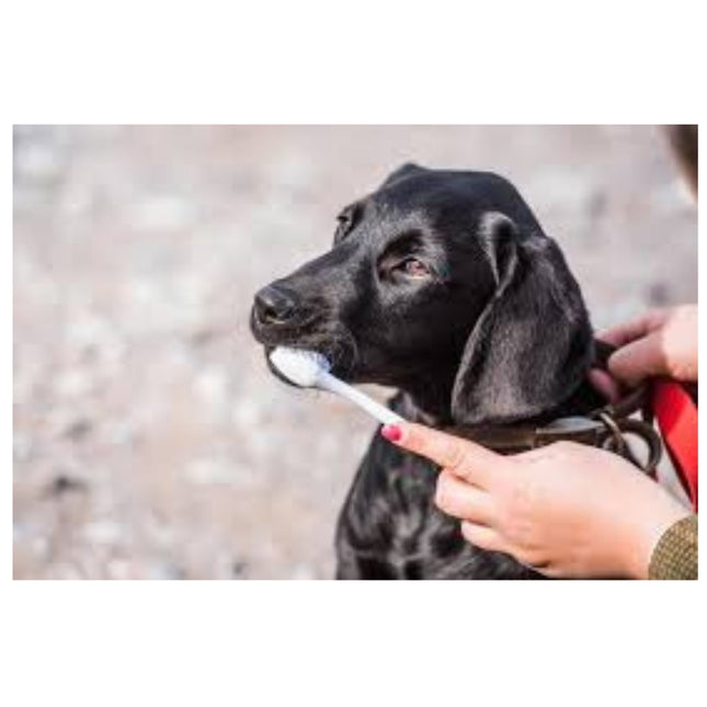 Mikki Doppelzahnbürste Wit