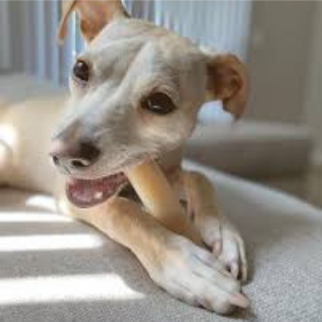 Nylabone Bot Erdnussbutter NPB 102