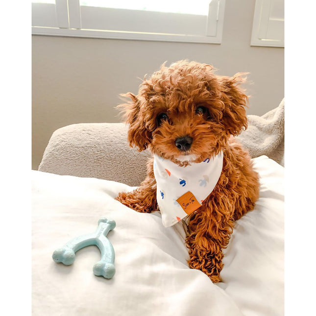 Nylabone Welpen-Zahnpflege-Wunschknochen XS Kip Blau