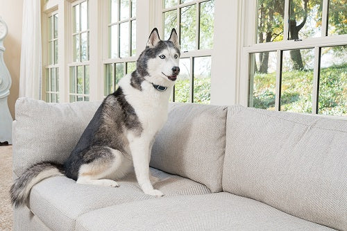 Petsafe Antibellband