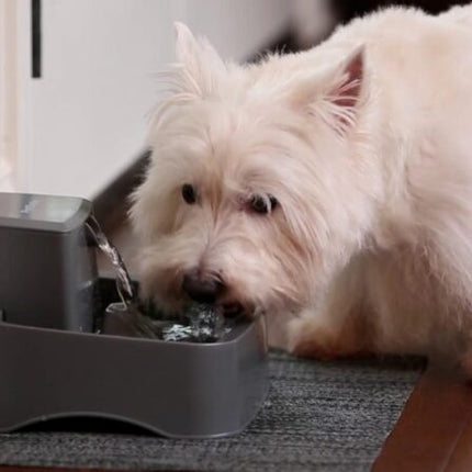 AnimalstoreXL Petsafe Drinkfontein Drinkwell 1,8 liter