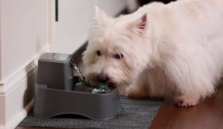 AnimalstoreXL Petsafe Drinkfontein Drinkwell 1,8 liter