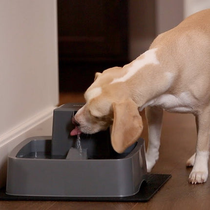 AnimalstoreXL Petsafe Drinkfontein Drinkwell 7,5 liter