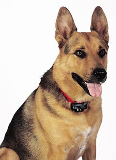 Petsafe Radiozaun mit Draht und Flaggen