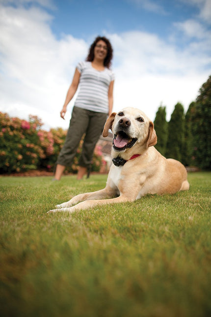 Petsafe Radiozaun mit Draht und Flaggen