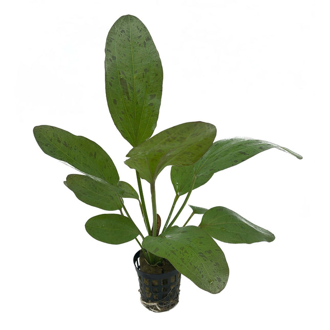 AnimalstoreXL Plantenpakket Large 1