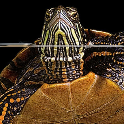 AnimalstoreXL Repti Clear F350 Terrariumfilter