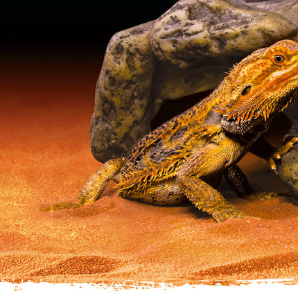 AnimalstoreXL Reptielengrot L