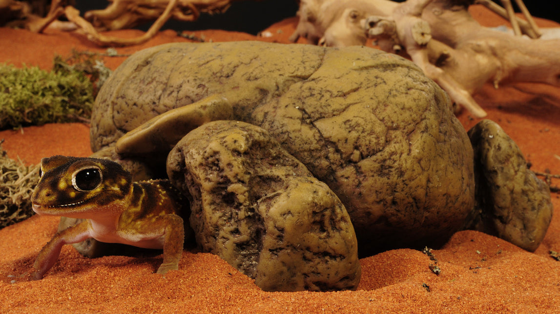 AnimalstoreXL Reptielengrot M