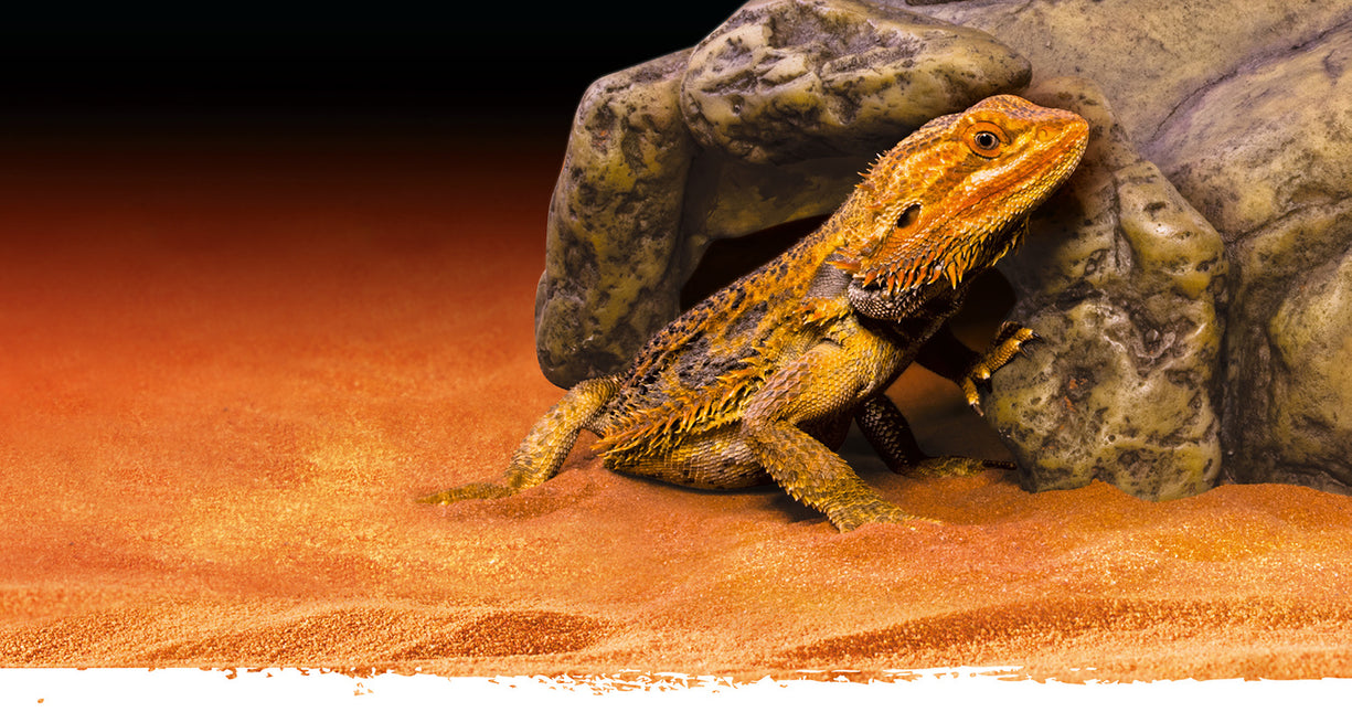 AnimalstoreXL Reptielengrot S