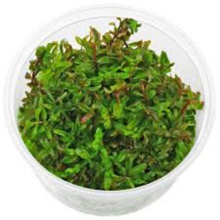 Rotala Rotundifolia Hra in-vitro