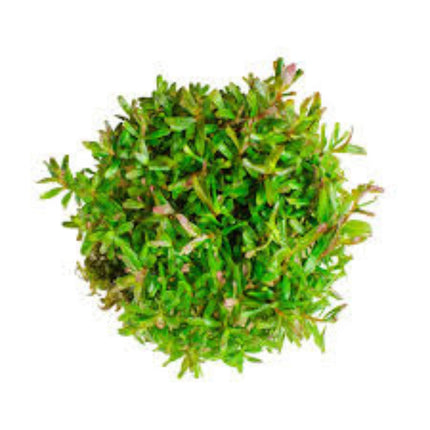 Rotala Rotundifolia Hra in-vitro